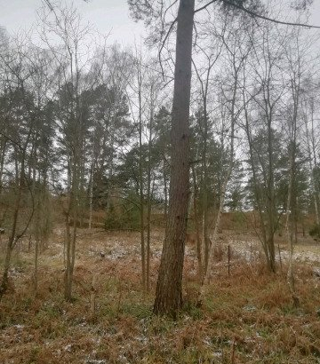 Участок 15 соток (ИЖС) в Смоленске, п. Красный Бор.