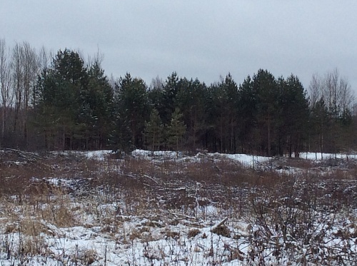 Купить участок-усадьбу в д. Фролы в КП Царское село