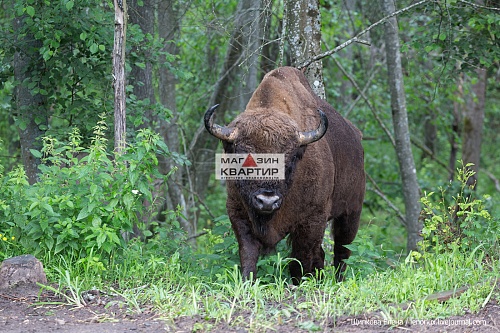 Участок 94 сотки под базу отдыха