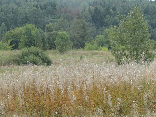 Участок ИЖС 740 соток в п. Борок на берегу Днепра